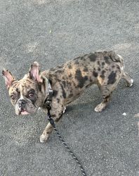 CHOCOLATE MERLE FRENCH BULLDOG FOR SALE
