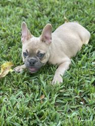 Female Blue Fawn Fluffy Carrier Frenchie