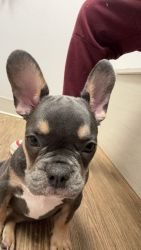 Frenchie 2month old