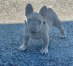 4 month old male Akc Frenchie puppy