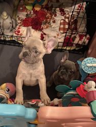 2 french bull dog puppies