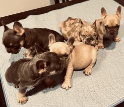 Frenchie puppies for sale