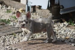 8 Week Old French Bulldog - Merle