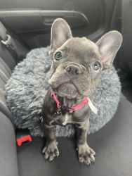 Darla the frenchie