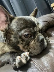 Frenchie bulldog 9 months old