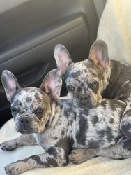 Brother & Sister French BullDogs