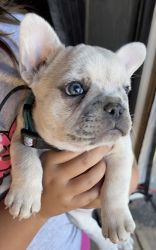 Rare colored French Bulldog puppy