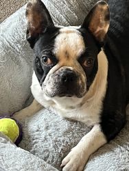 9 month old Frenchie for sale