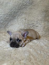 French Bulldog Puppies for Sale!