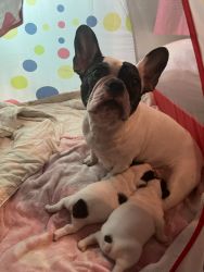 French bulldogs looking for forever home