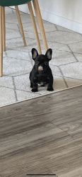 Fun and Friendly Frenchie Puppie