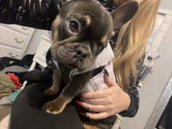 Adorable, 14 week old Frenchy