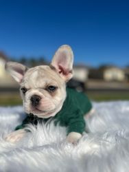 French bulldog puppies 9 weeks old