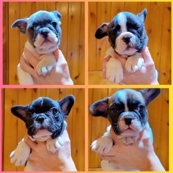 New Litter Of Frenchies