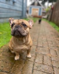 french bulldog for rehoming