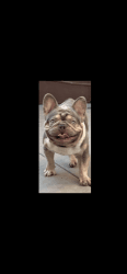 Lilac Merle frenchbulldog