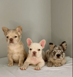 Frenchies For Sale French Bulldog Puppies - Merle + Fluffy + Platinum