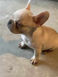 3 Females &1 Male Frenchie for sale! AKC Registered