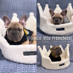 Frenchie Brothers