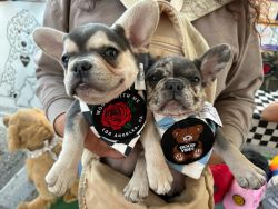 Frenchie Male & Female Puppies