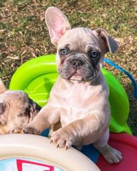 Finest Pearls French Bulldogs