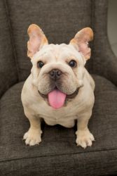 French Bulldog- Born June 2021 - Needs Loving Home