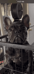 French bull dog 10 months old