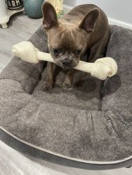 Frenchton for sale