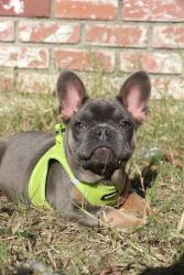 UNO The Fluffy Carrier French Bulldog