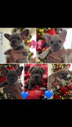 Beautiful Blue or Fawn Frenchies