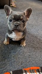 akc male frenchie 8 weeks old