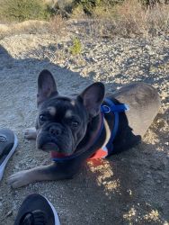 Frenchie 8 months