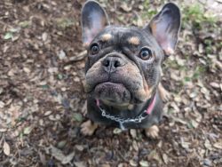 Frenchie -1 year old female
