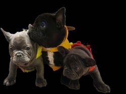 10 week old frenchie puppies