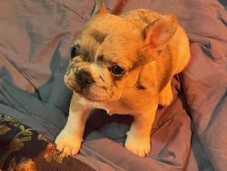 GORGEOUS French Bulldog puppies for sale!!