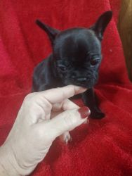 For sale Frenchies