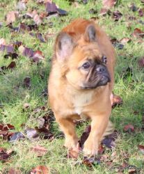 Beautiful, health AKC French Puppies