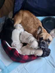 Adorable French bulldogs for sale!