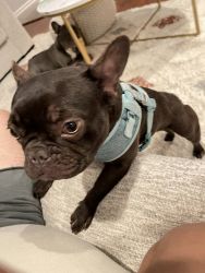 Chocolate Frenchie Looking for a new forever home