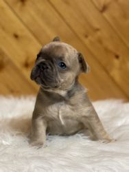 Happily Ever After French Bulldog Puppies