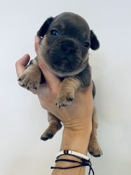 Male Isabella French Bulldog Puppy