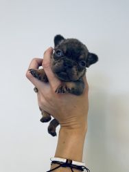 Male Isabella French Bulldog Puppy