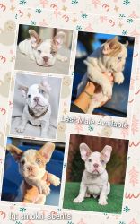 Frenchie baby looking for forever home