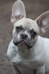 French Bulldog - Adorable boy