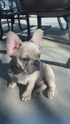 French Bull dogs