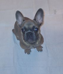 French Bulldog Puppy/ Name:Fiftycent or Fifty: