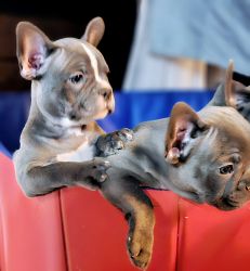 French Bulldog puppies