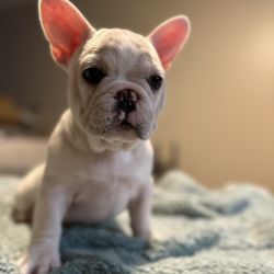 Little 10 weeks French Bulldog puppy