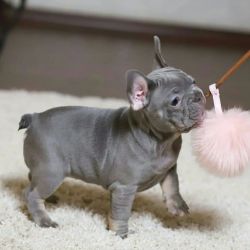 Full Bloodlines French Bulldog Puppies