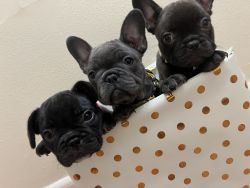 Frenchie babies ready to go